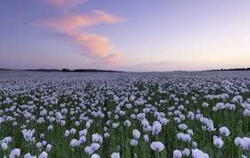 images (11)